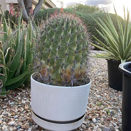 Plants to Keep Lizards Away in garden