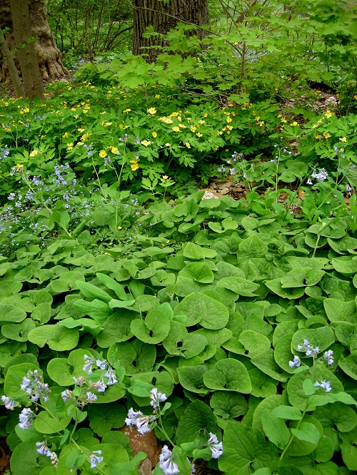 Greatest Garden-Scape and Wild Edible Plants in Georgia