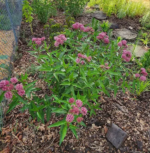 lovely native plants in Illinois