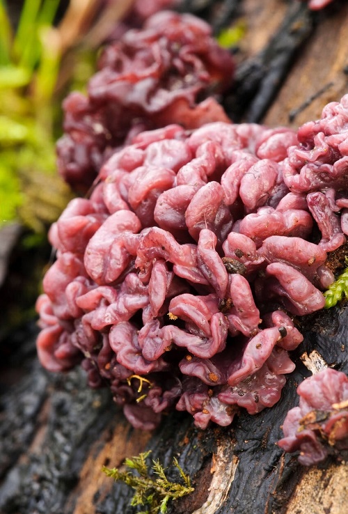 best Strange Mushrooms with a Brain-Like Shape 