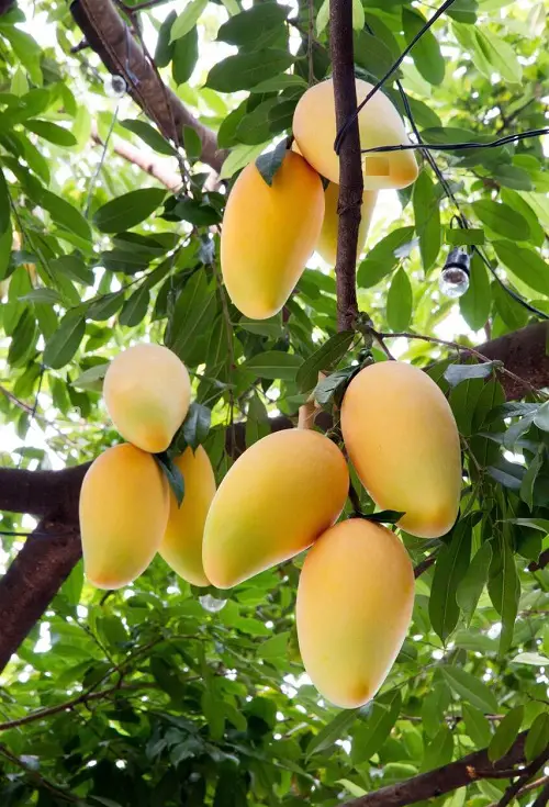 Mango asian fruit