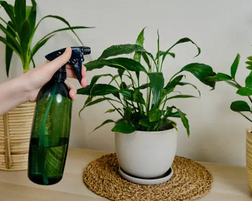 Balanced Water-Soluble Fertilizer