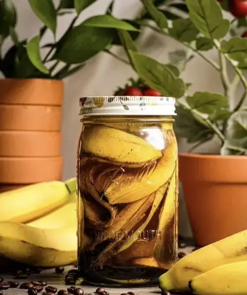 Best Snake Plant Fertilizers banana peel 
