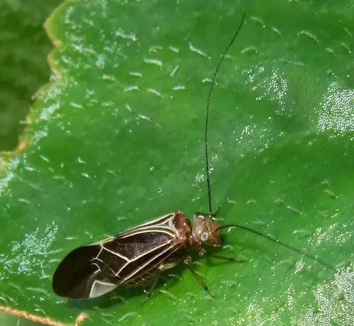 Termite-Resembling Bugs