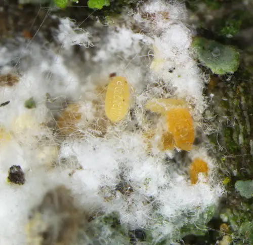 amazing Tiny white insects that resemble lint