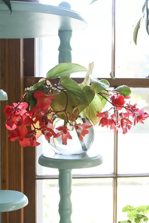 beautiful Best Water-Growing Bulbs