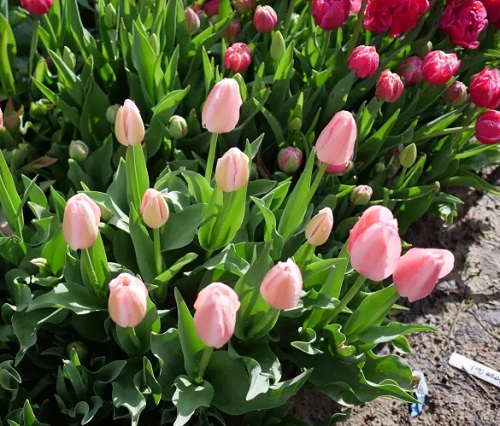 fantastic tulips in pink