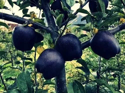 Top Best Blue Apple Varieties