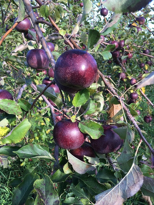 Top Blue Apple Types