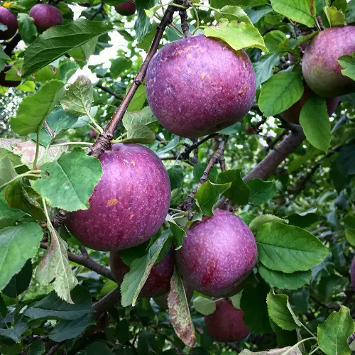Blue Apple Varieties