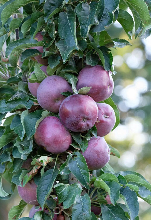 Best Blue Apple Varieties