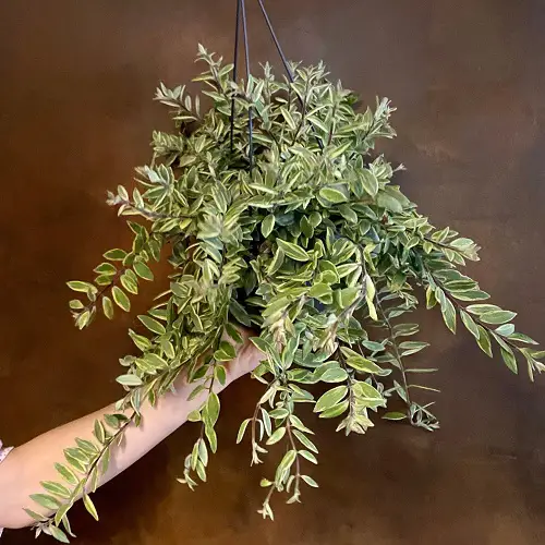 hanging Types of Lipstick Plant Varieties 