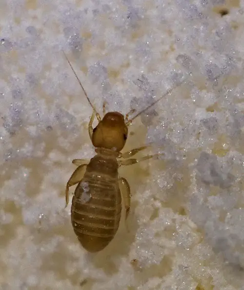 Bugs That Look Like Termites on ground