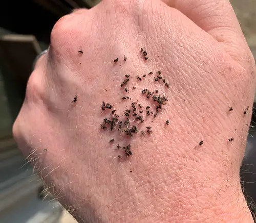 best Microscopic Insects Resembling Particles of Soil