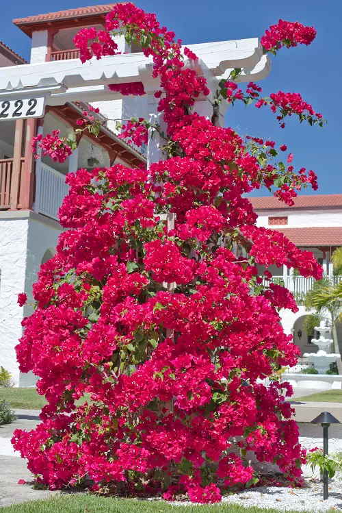Shrubs that Climb like a Vine