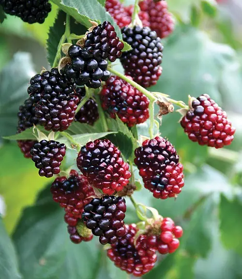 What is Boysenberry