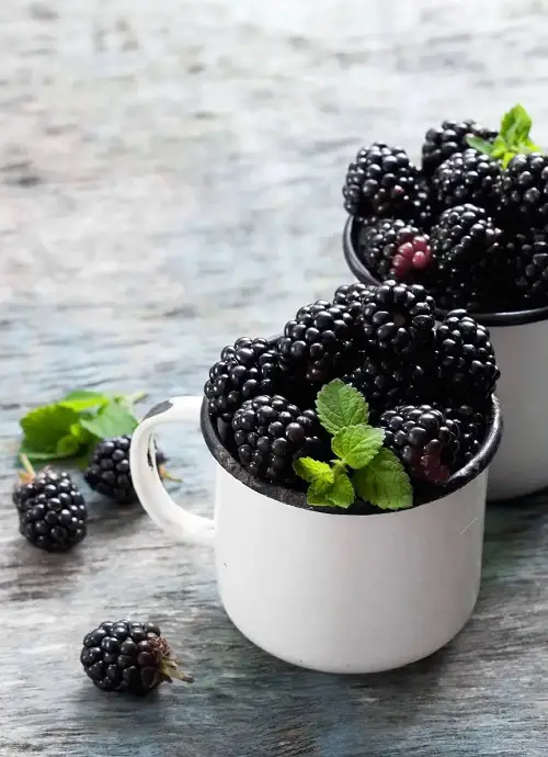 Boysenberry vs. Blackberry