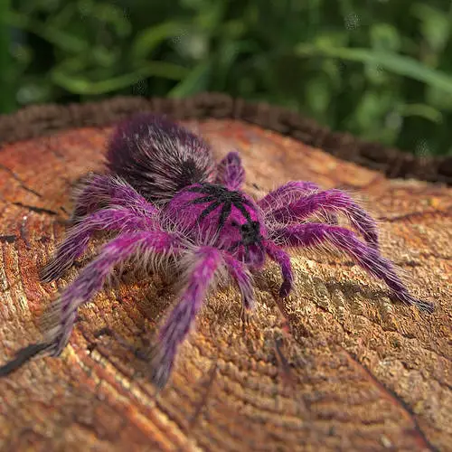 Amazing Beautiful Pink Spiders Around the World
