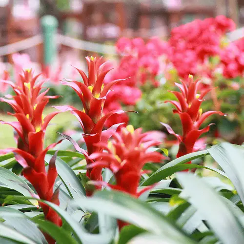 Beautiful Mexican Flowers 34