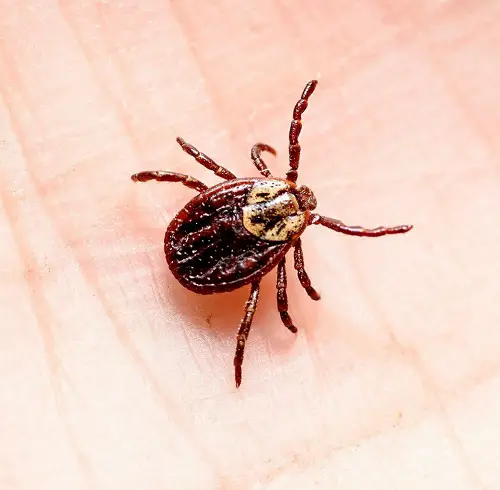 Tiny Black Bugs in Bathroom with Wingless Bugs