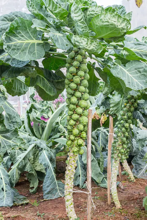 best Man Made Vegetables You Never Knew About!