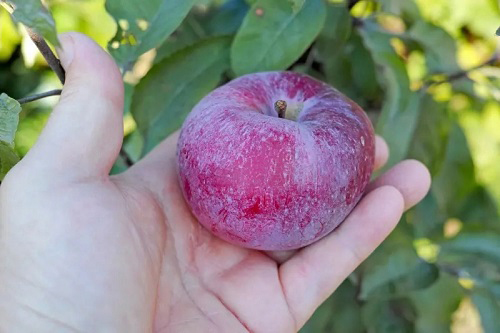 Best Types of Blue Apples