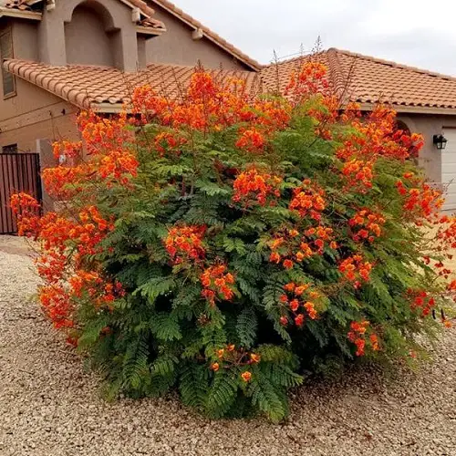 Beautiful Mexican Flowers to grow