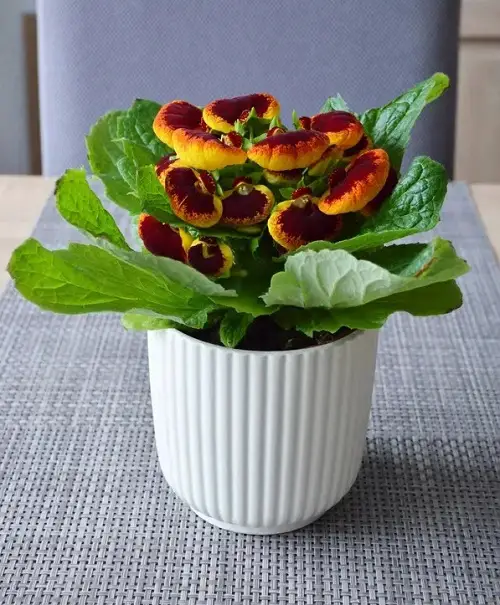 top Cold Tolerant Indoor Plants
