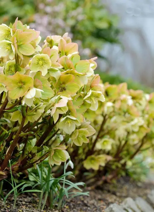 stunning gold flowers 