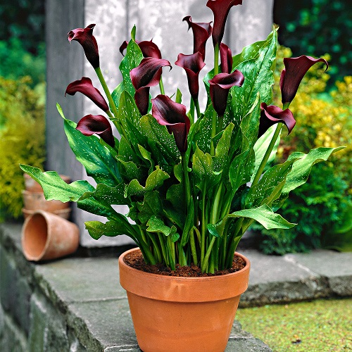 Beautiful Red and Black Flowers in yard