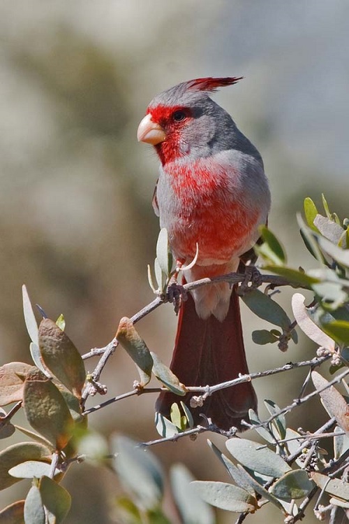 Gorgeous birds with red chests