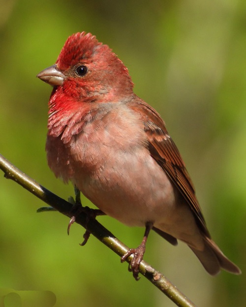 Nice birds with red chests