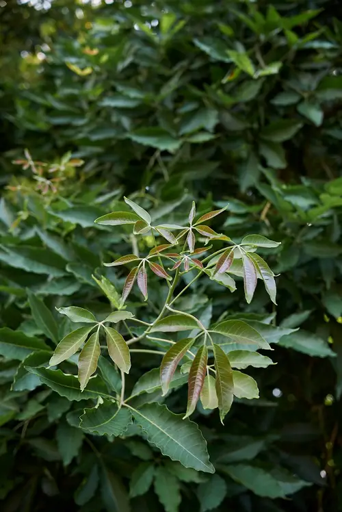 amazing Five-leafed plants per stem
