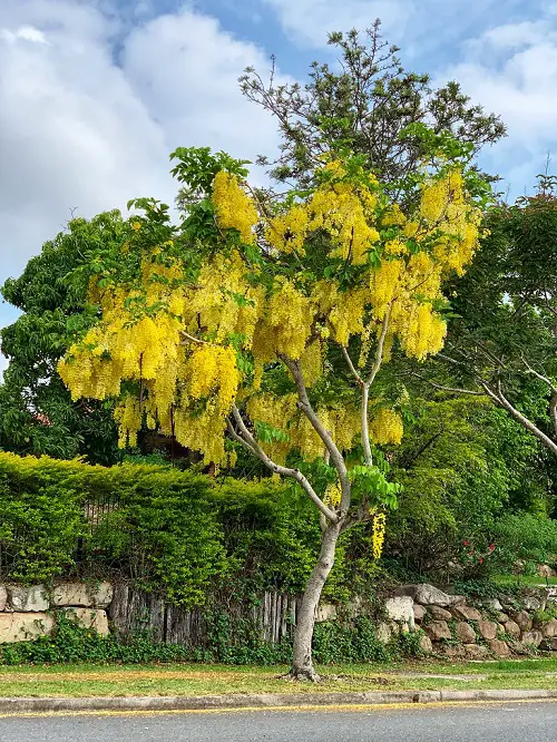 Types of Yellow Flowers for Garden 