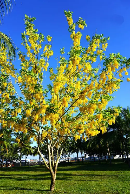 Best Gold Flowers on tree