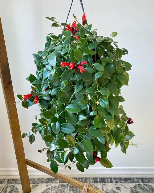 amazing Different Types of Lipstick Plant Varieties