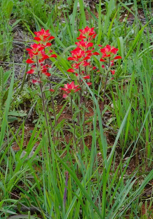 top best Gorgeous Mexican Flowers That You Really Should Plant