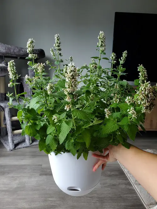Plants to Keep Lizards Away 5