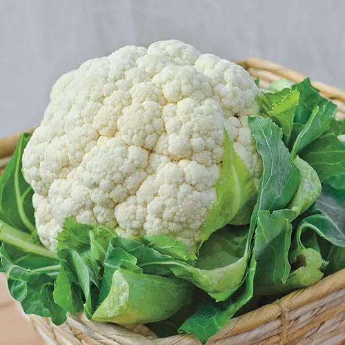 Man Made Vegetables You Never Knew About!