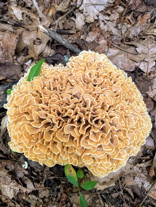 Unusual Mushrooms that Remind Us of a Brain