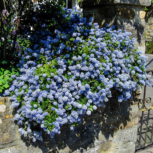 Plants That Can Withstand Drought 3