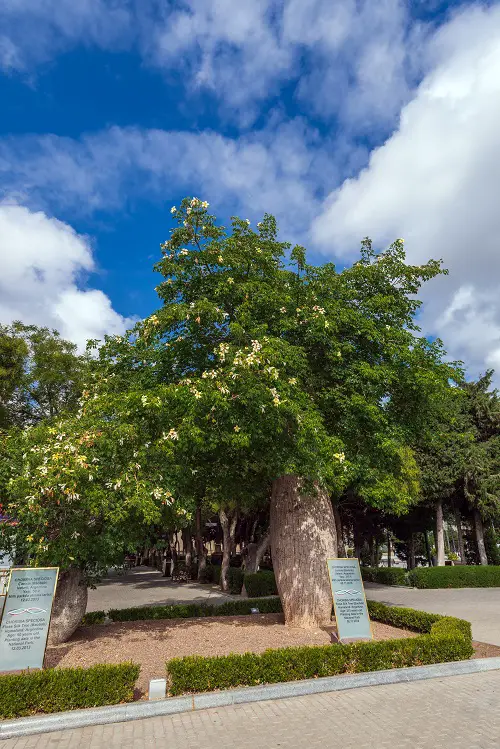 Yellow Flowers tree to grow 