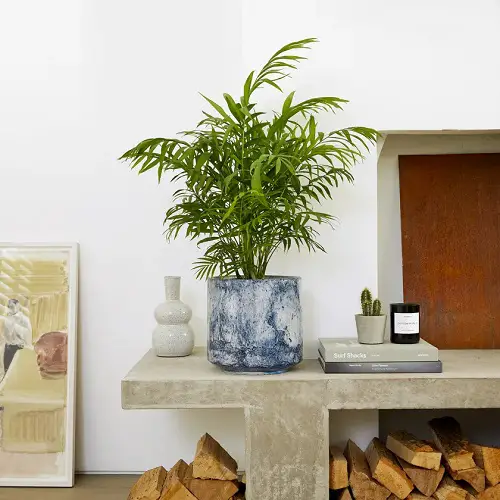 Indoor Cold-Tolerant Plants