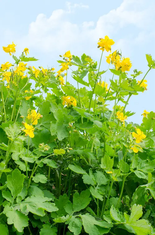 Greatest Yellow-Flowered Herbs in pot