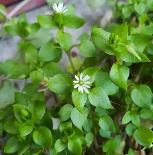 weeds that make good fertilizers 3