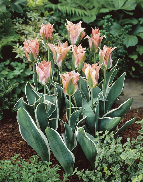 Brilliant Tulips in Pink