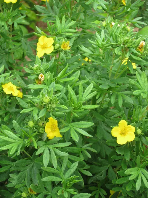 Top best Leaves on Plants with Five Stems