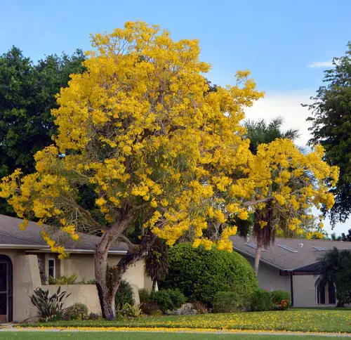 best Types of Yellow Flowers for Garden