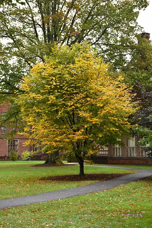 Growing Yellow Flowers trees in garden 