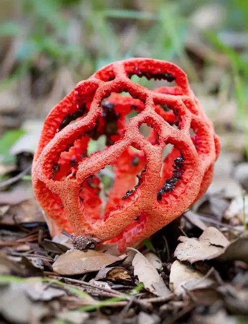 amazing Red Mushroom Varieties